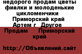 недорого продам цветы фиалки и молоденькие цикломенчики - Приморский край, Артем г. Другое » Продам   . Приморский край